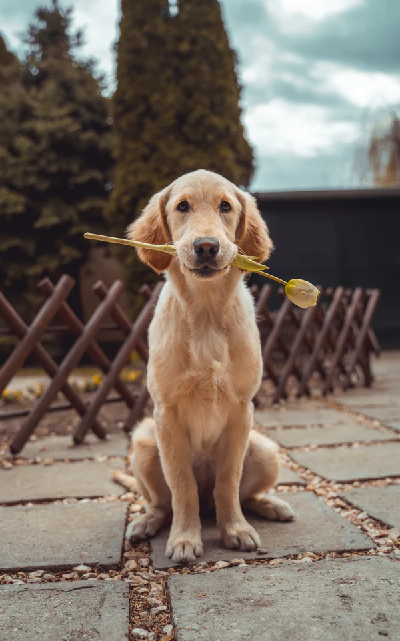 Dog sitting holding a yellow rose 