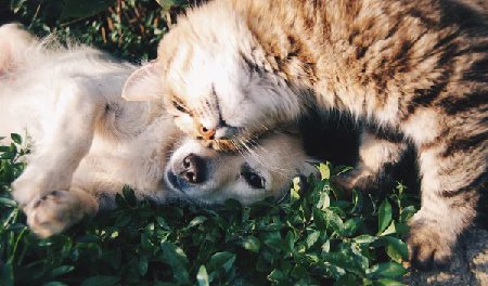 cat and a dog 